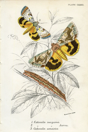 Antique Natural History Moth Print