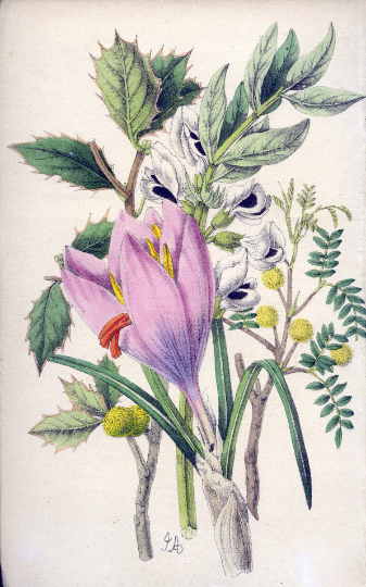 Antique Botanical Hand Coloured Print 'Flowers from the Holy Land' 1851