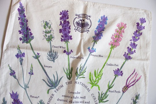 Vintage Norfolk Lavender Tea Towel