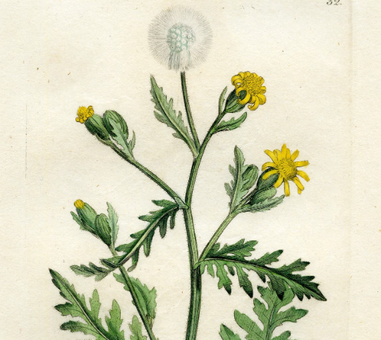 Antique Copperplate Engraving 'Stinking Groundfel (Senecio viscosus)' 1791 James Sowerby