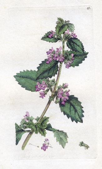 Antique Copperplate Engraving ''Black Horehound (Ballota nigra)' 1791 James Sowerby