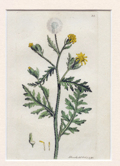 Antique Copperplate Engraving 'Stinking Groundfel (Senecio viscosus)' 1791 James Sowerby