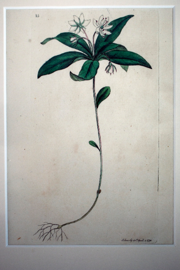 Antique Copperplate Engraving 'Chick-weed Winter-green 'Trientalis europaea)' 1791 James Sowerby