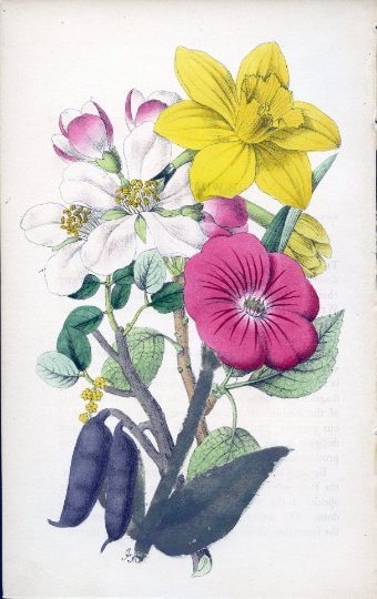 Antique Botanical Hand Coloured Print 'Flowers from the Holy Land' 1851