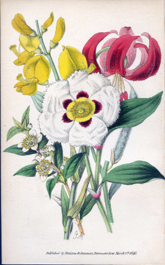 Antique Botanical Hand Coloured Print 'Flowers from the Holy Land' 1851