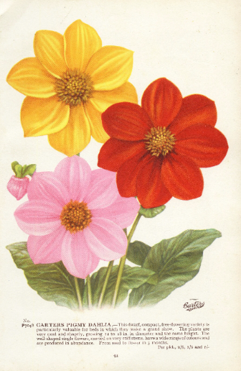 Vintage Botanical Print 'Carters 'Carters Pigmy Dahlia'