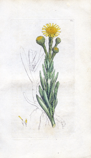 Antique Copperplate Engraving 'Samphire-leaved Fleabane (Inula crithmoides)' 1791 James Sowerby