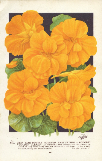 Vintage Botanical Print 'New Semi-Double Scented Nasturtium'